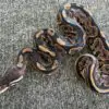 Black pastel ball python