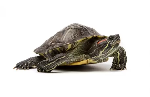Red Eared Slider Turtle for Sale Near Me