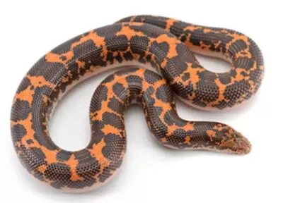 kenyan sand boa