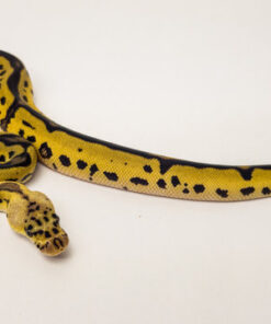 Pastel leopard ball python
