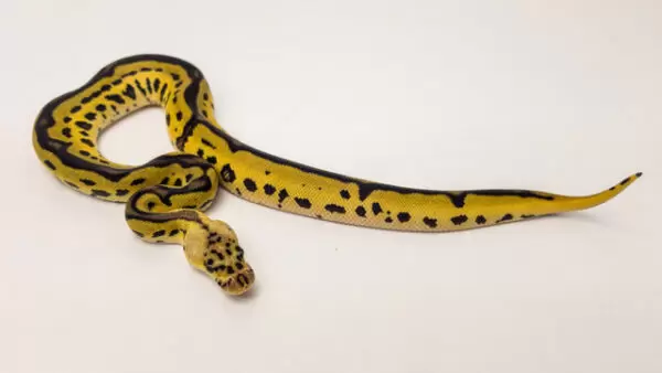 Pastel leopard ball python