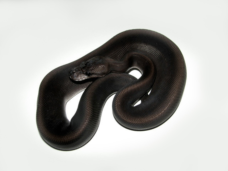 black ball python