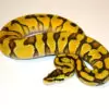 Enchi ball python