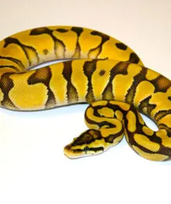 Enchi ball python