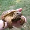 Russian tortoise for sale