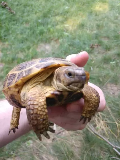 Russian tortoise for sale