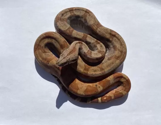 Nicaraguan boa