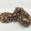 Brazilian rainbow boa