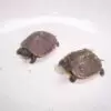 Three toed box turtle
