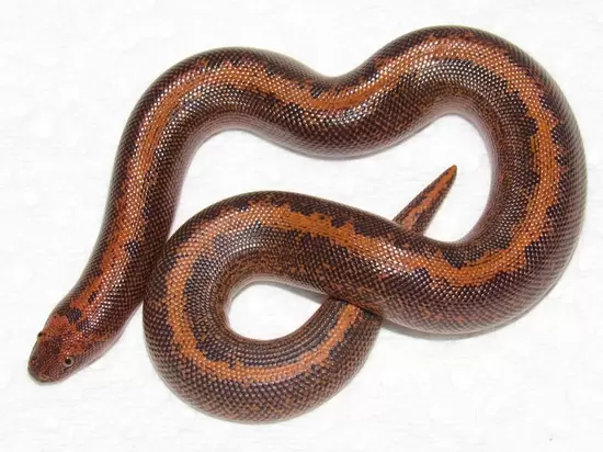 Albino sand boa