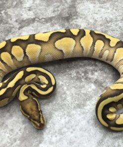 Lesser ball python