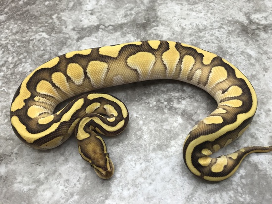Lesser ball python
