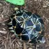 Radiated Tortoise