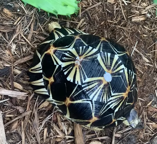 Radiated Tortoise