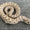 Hognose snake for sale