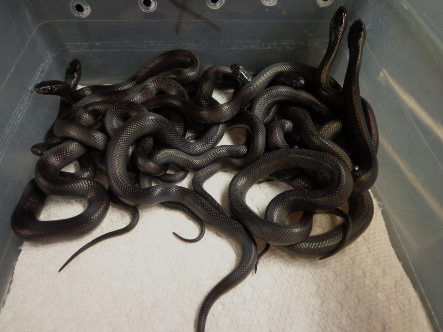 Mexican Black Kingsnake For Sale