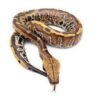 Blood python for sale
