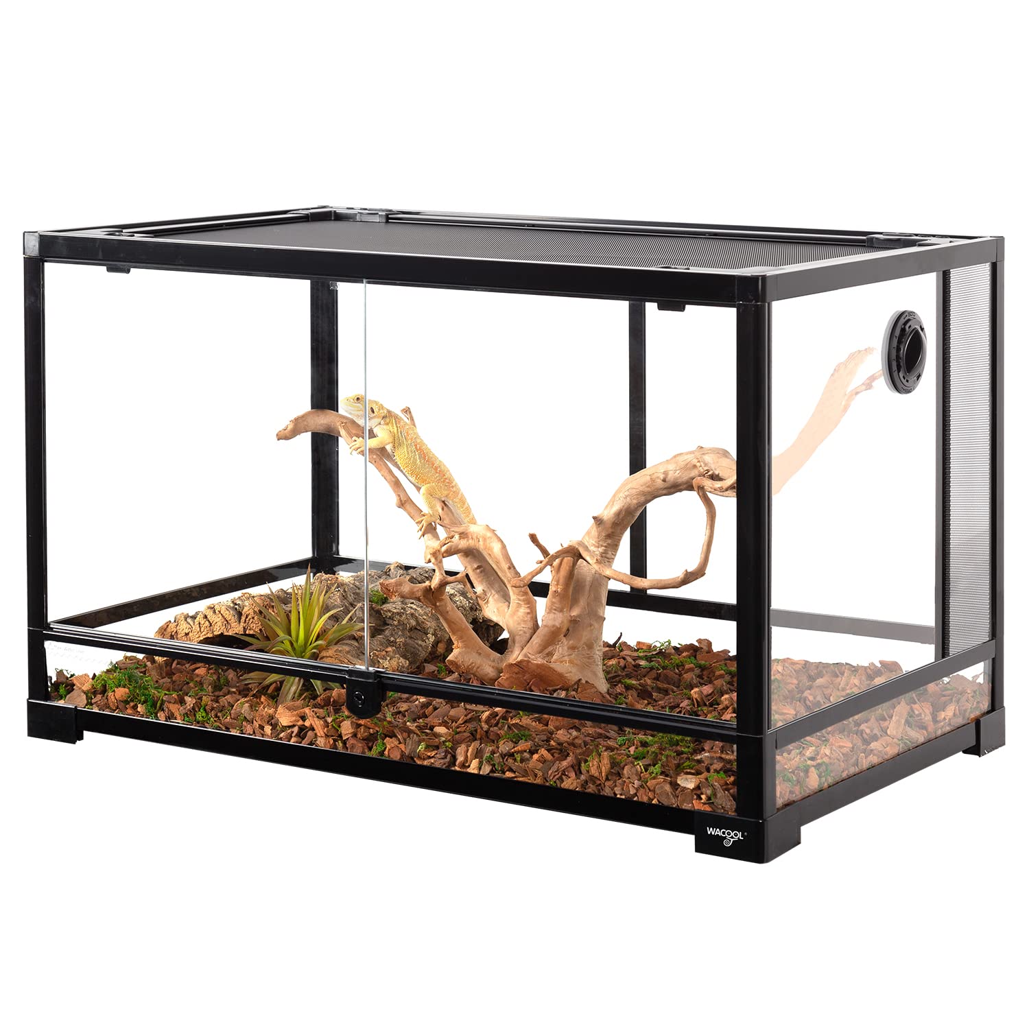 What Temperature Should Bearded Dragon Tank Be? – REPTI ZOO