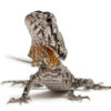 frilled lizard for sale