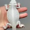 Zero bearded dragon 