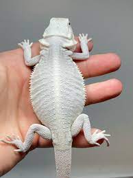 Zero bearded dragon 