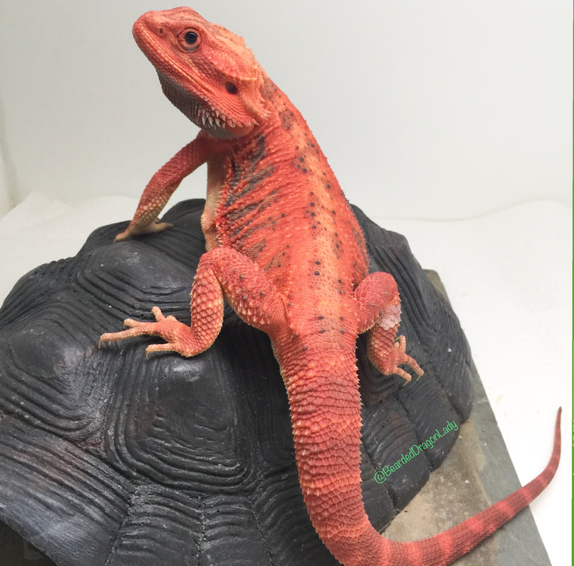 Baby Black and Red Translucent Bearded Dragons for sale