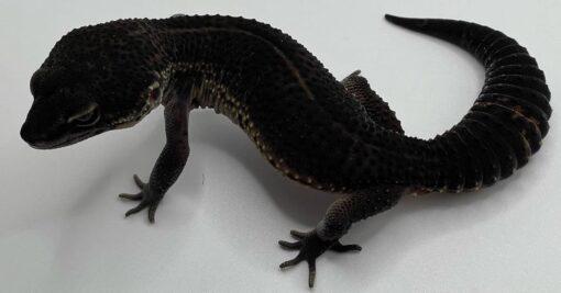 Black leopard gecko