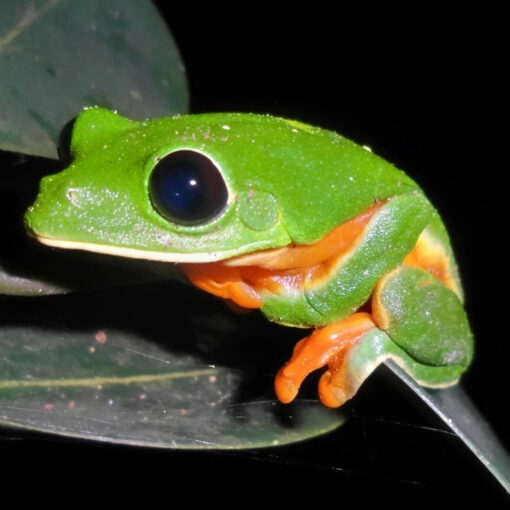 Black eyed tree frog