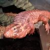 Red tegu